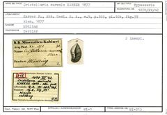 Karteikarte zum Syntyp von Cristellaria aureola Karrer, 1877